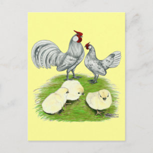 Rosecomb Bantams and Chicks Postcard