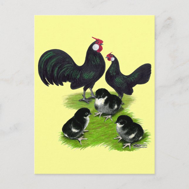 Rosecomb Black Bantam Family Postcard (Front)