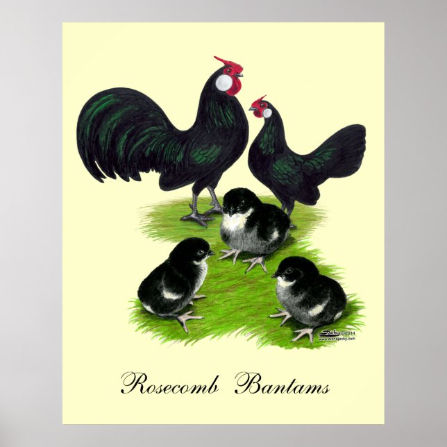 Rosecomb Black Bantam Family Poster (Front)
