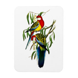 Rosehill Parakeet Parrot Australia Magnet