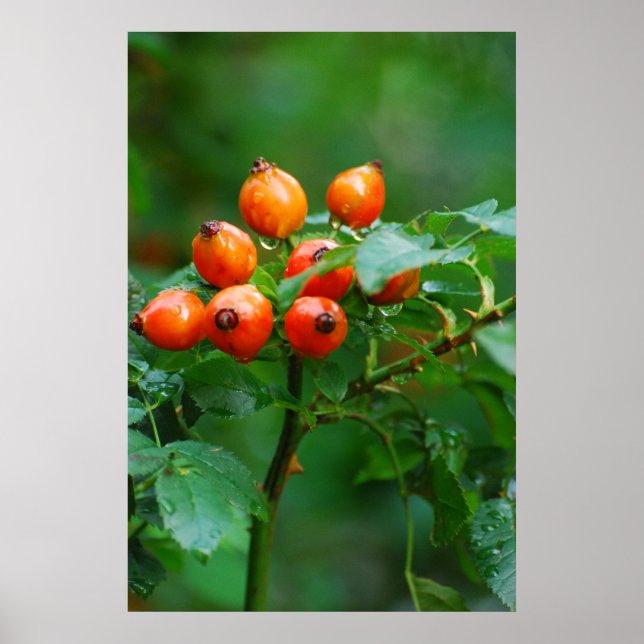 Rosehip after rain poster (Front)