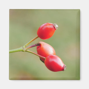 Rosehips Magnet
