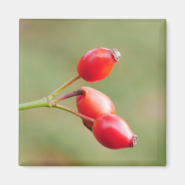 Rosehips Magnet (Front)