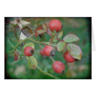 Rosehips with Texture