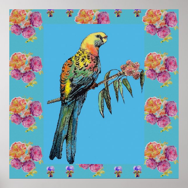 Rosella Bird Watercolor Parrot Aqua Rose Poster (Front)