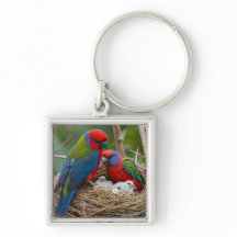 Rosella Birds