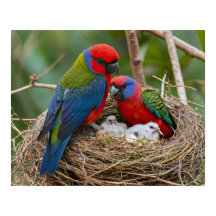 Rosella Birds