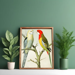 Rosella Parrakeets  Poster