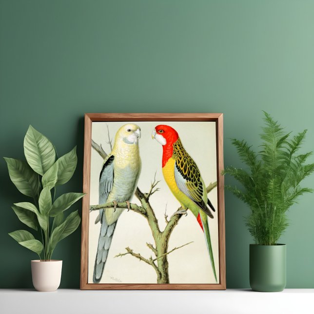 Rosella Parrakeets  Poster (Creator Uploaded)