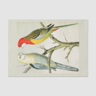 Rosella Parrakeets Tissue Paper