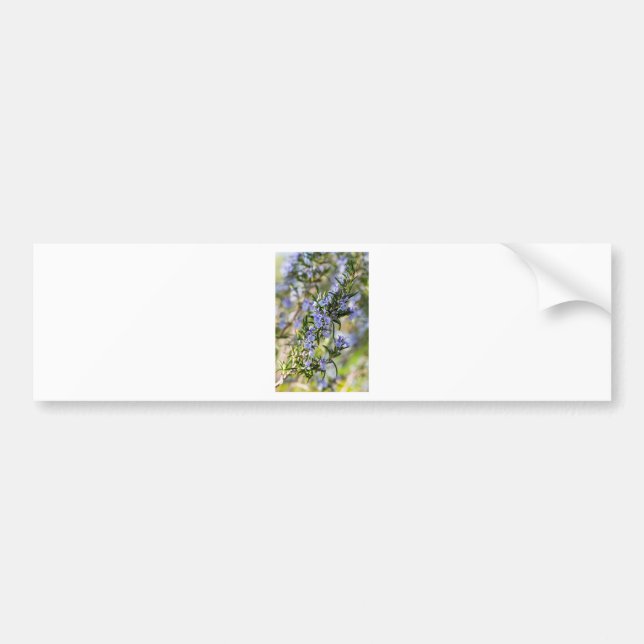 Rosemary blossom in spring macro bumper sticker (Front)