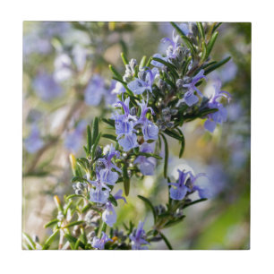 Rosemary blossom in spring macro tile