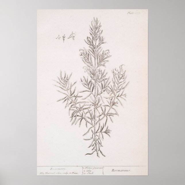 Rosemary botanical drawing vintage art poster (Front)