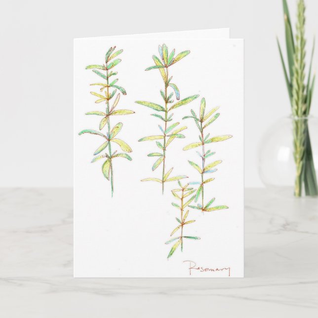 Rosemary Herb Botanical Drawing Blank Note Card (Front)