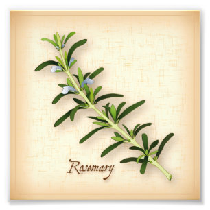 Rosemary Herb Photo Print