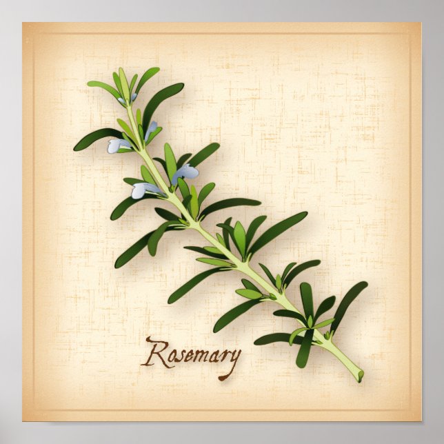 Rosemary Herb Poster (Front)