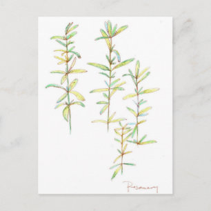 Rosemary Herbal Plant Botanical Art Drawing Postcard