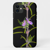 Rosemary in Bloom