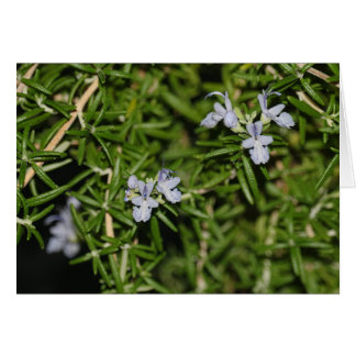 Rosemary in Bloom Flowering Herb Photo