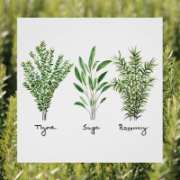 Rosemary Thyme Sage Herbs Culinary Kitchen Chef P