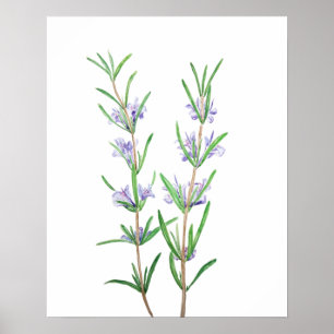 rosemary watercolor  poster