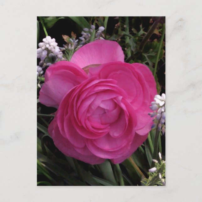 RoseRed... Postcard (Front)