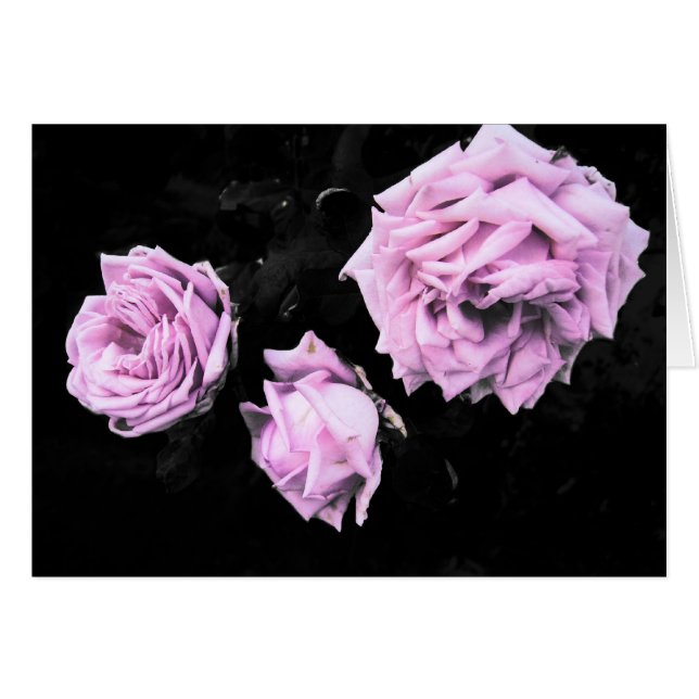 Roses (Front Horizontal)