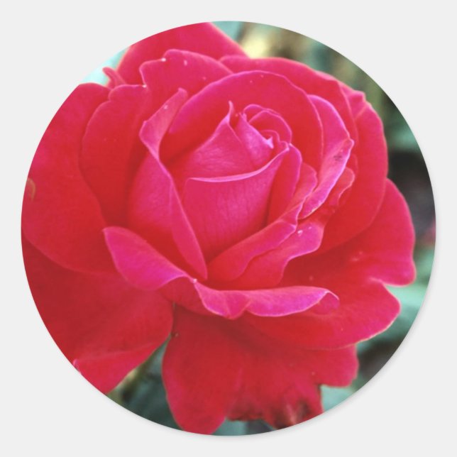 Roses 258 classic round sticker (Front)
