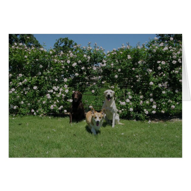 roses and pups (Front Horizontal)