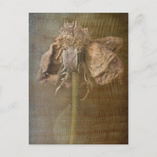 Roses and Rust No 3 Postcard