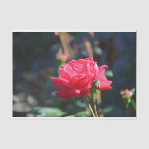 Roses are NY State Flower Tissue Paper