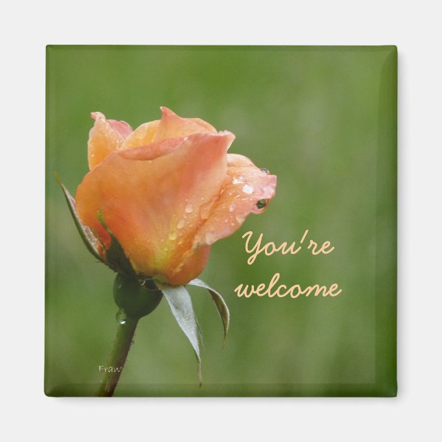 roses are orange magnet (Front)