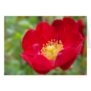 Roses Are Red Card