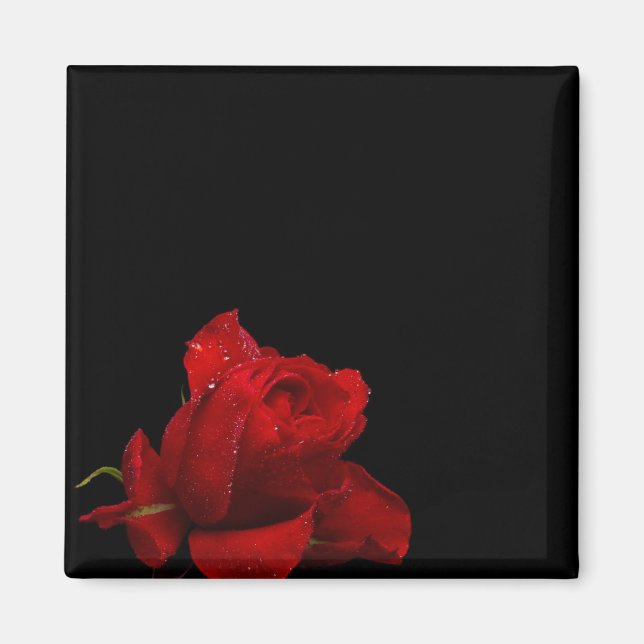 Roses Are Red Magnet (Front)