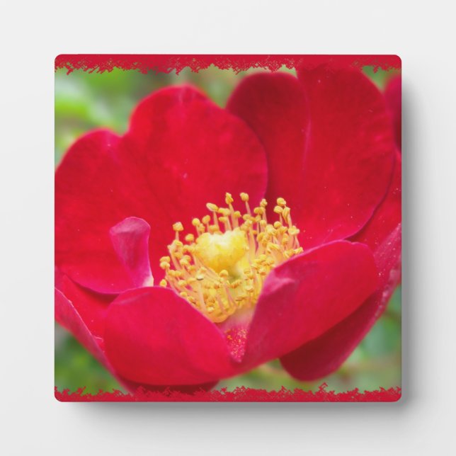 Roses Are Red Photo Plaque (Front)