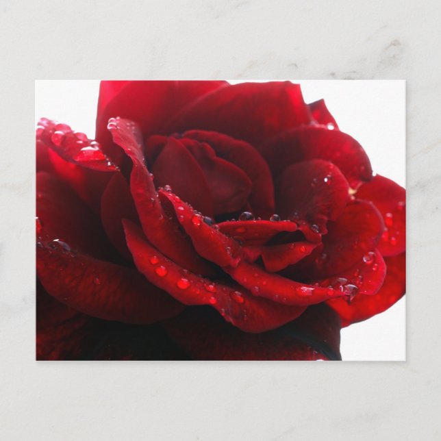 Roses are red postcard (Front)