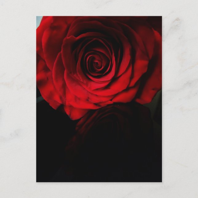 Roses are red.... postcard (Front)