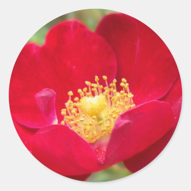 Roses Are Red Stickers (Front)