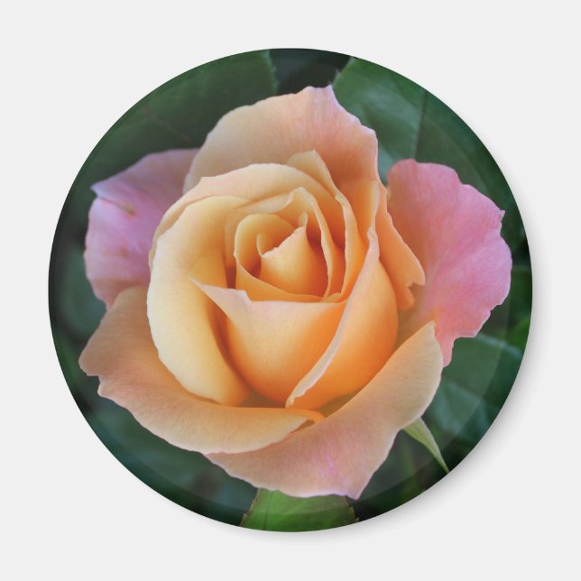 Roses are Red unless they are Peach! Magnet (Front)
