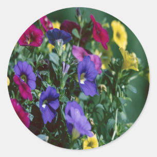 roses are smart classic round sticker