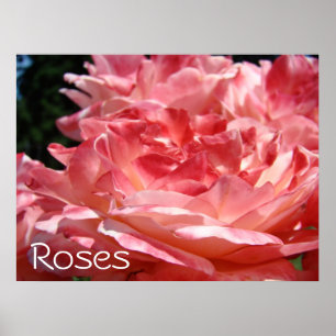 Roses art prints Pink Rose Garden Flowers artwork