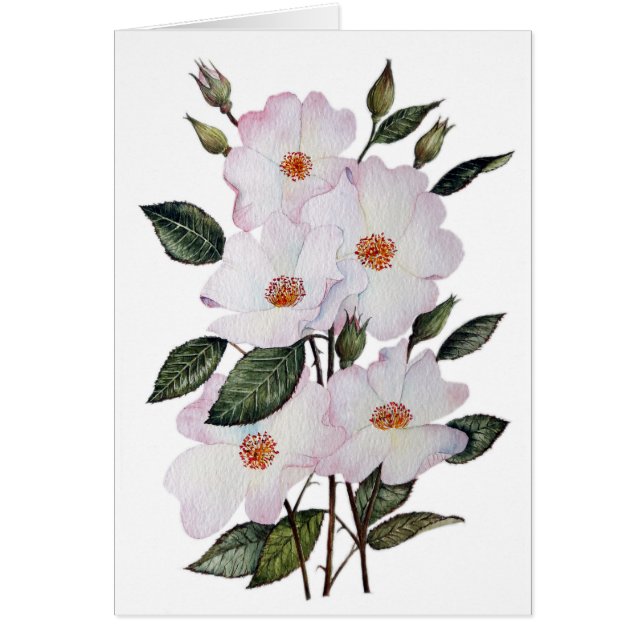 Roses 'Ballerina' Floral Art (Front)