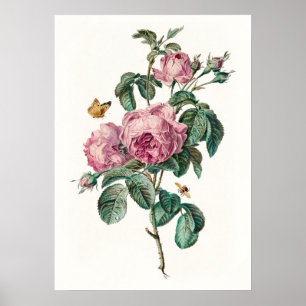 Roses & Butterflies Vintage Botanical Art Print