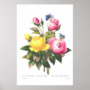 Roses by Pierre-Joseph Redouté Poster