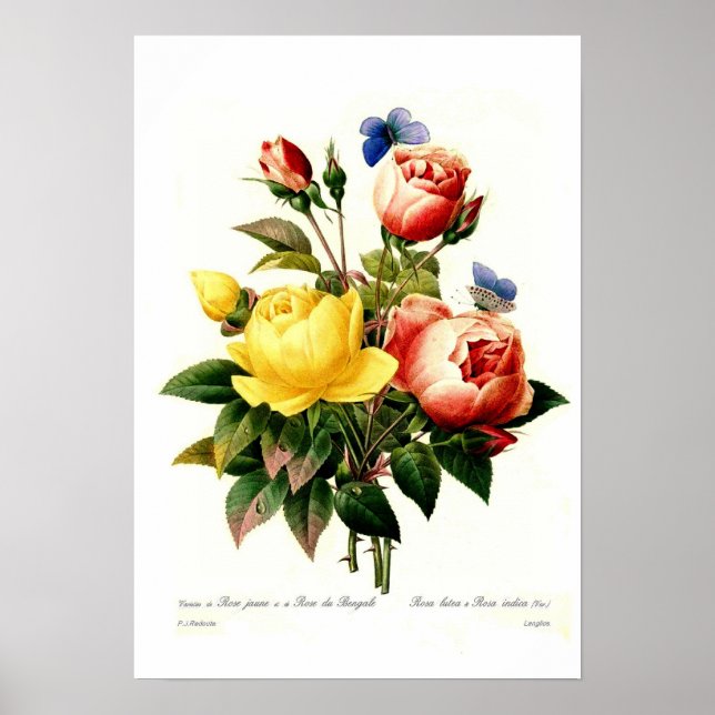 Roses by Pierre-Joseph Redouté Poster (Front)