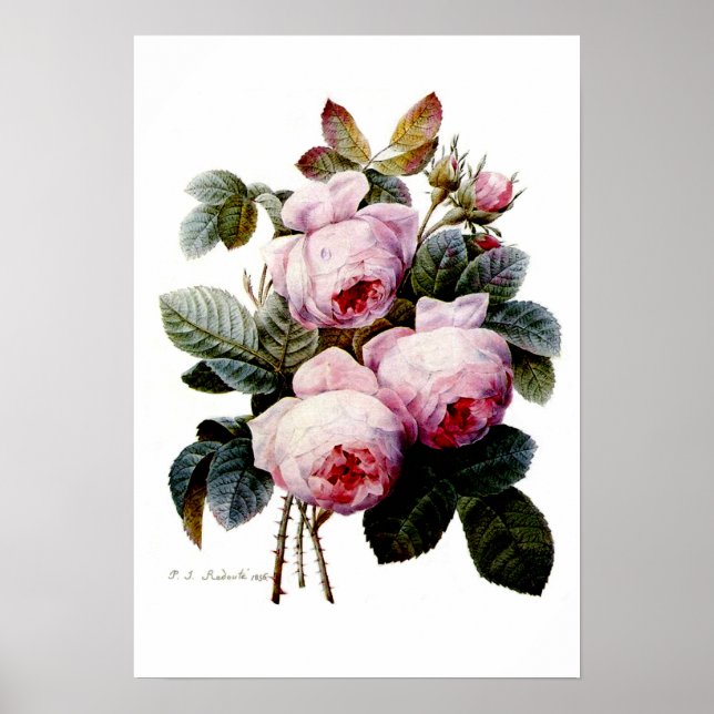 Roses by Redoute Poster (Front)