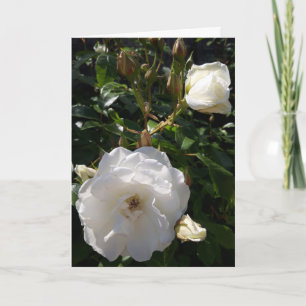 Roses flowers card