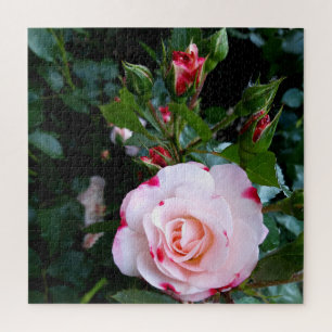 Roses Flowers , Pink Red White Roses Jigsaw Puzzle