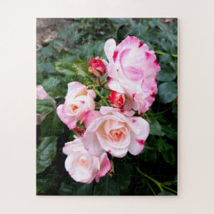 Roses Flowers , Pink Red White Roses Jigsaw Puzzle