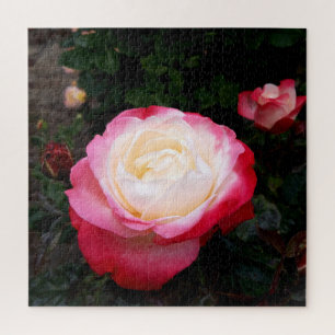 Roses Flowers , Pink Red White Roses Jigsaw Puzzle